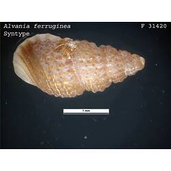 <em>Alvania ferruginea</em>, marine snail.  Syntype.  R.F. Geale Collection.  Registration no. F 31420.