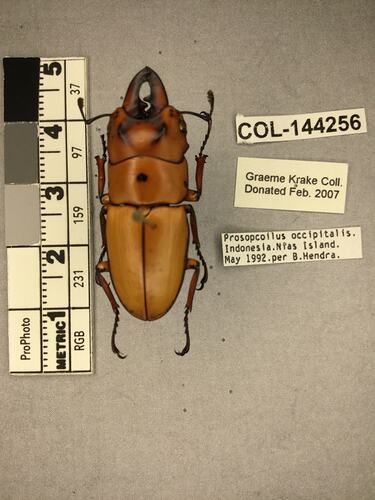 Shiny brown beetle specimen with large mandibles, pinned next to text labels.