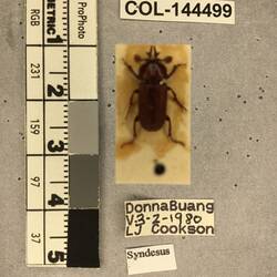 Shiny brown beetle specimen with large mandibles, pinned next to text labels.