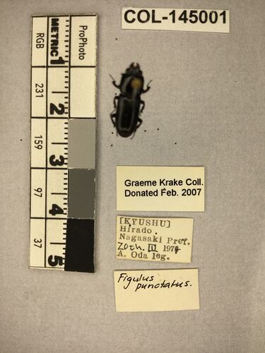 Shiny brown beetle specimen with large mandibles, pinned next to text labels.