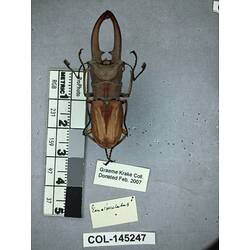Dorsal view of pinned beetle specimen with labels.