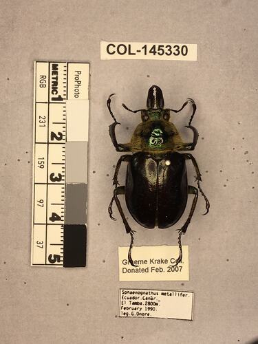 Shiny brown beetle specimen with large mandibles, pinned next to text labels.