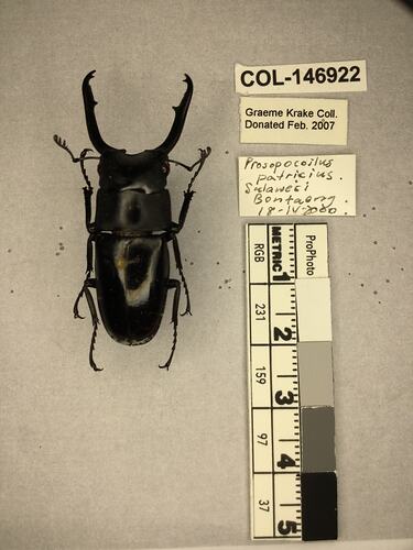 Shiny brown beetle specimen with large mandibles, pinned next to text labels.