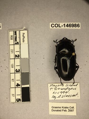 Shiny brown beetle specimen with large mandibles, pinned next to text labels.