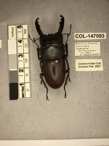 Shiny brown beetle specimen with large mandibles, pinned next to text labels.