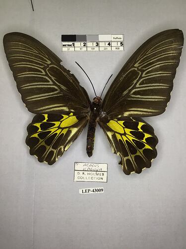 Pinned butterfly specimen beside label.