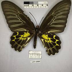 Pinned butterfly specimen beside label.