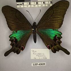 Pinned butterfly specimen beside label.