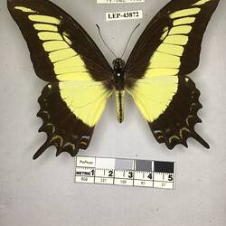 Pinned butterfly specimen beside label.