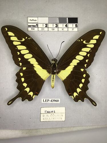 Pinned butterfly specimen beside label.