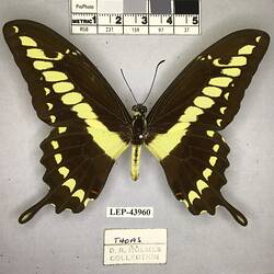 Pinned butterfly specimen beside label.