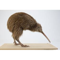 <em>Apteryx australis lawryi</em>, Southern Brown Kiwi. [60762]