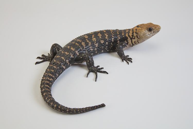 <em>Egernia cunninghami</em>, Cunningham's Skink, model. [D 12020-3]