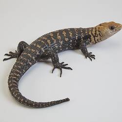 Our Wondrous Planet, Our Wild Family: Cast - Cunningham's Skin, <em>Egernia cunninghami</em> (Gray, 1832)