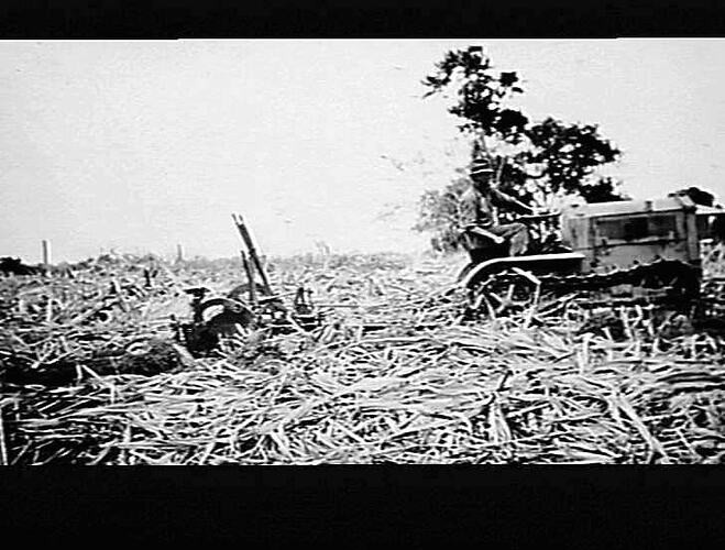 SUGAR CANE TRASH DISC PLOUGH (THE OPENING FURROW). M-H. JAN 1932. NO NEGATIVES.