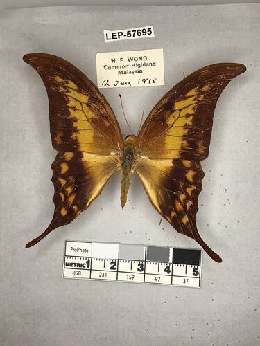 Pinned butterfly specimen beside label.