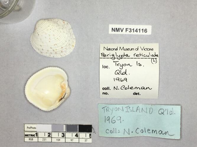 Dry Venus Clam shell beside labels.
