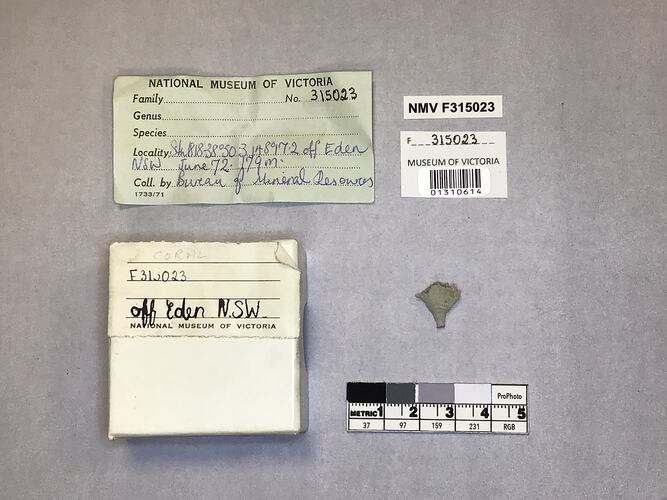 Dry stony coral specimen beside labels.