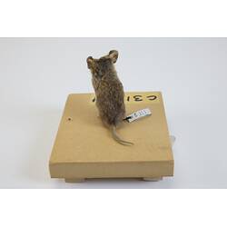 <em>Sminthopsis crassicaudata</em>, Fat-tailed Dunnart. [C 31374]