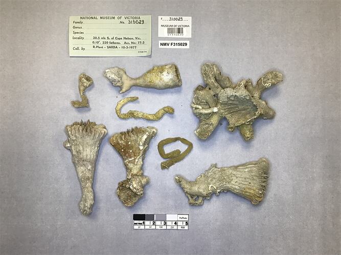 Dry stony coral specimens beside labels.