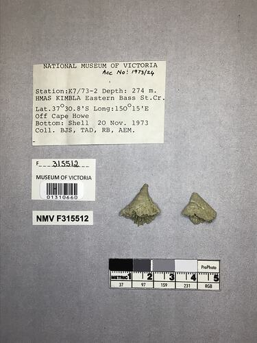 Dry stony coral specimens beside labels.