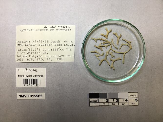 Dry stony coral specimens in dish beside labels.
