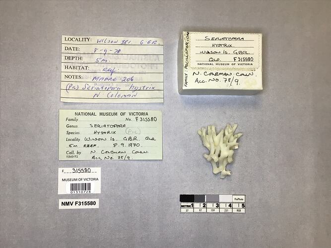Dry stony coral specimen beside labels.