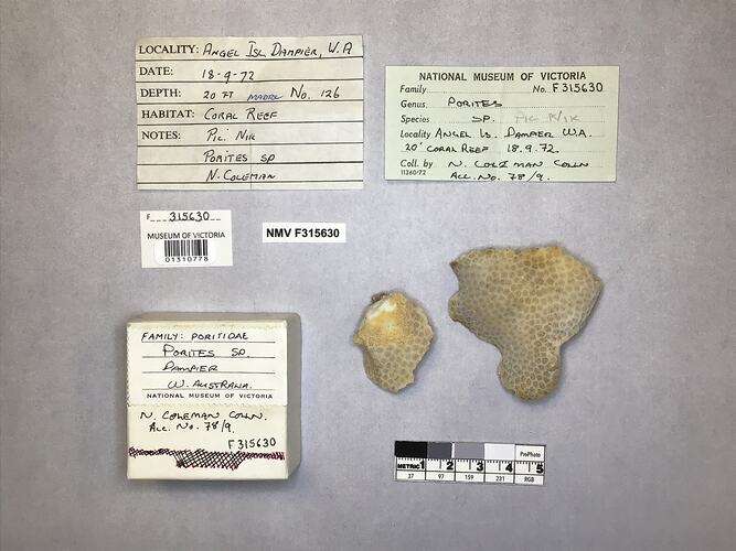 Dry stony coral specimen beside labels.