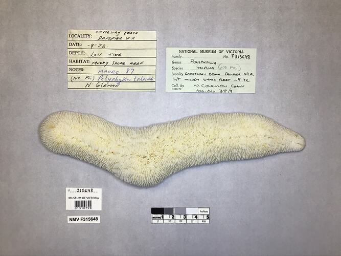 Dry coral specimen beside labels.