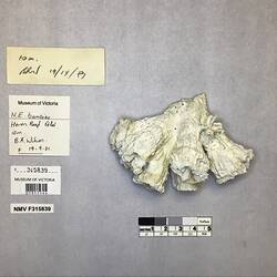 Dry stony coral specimen beside labels.