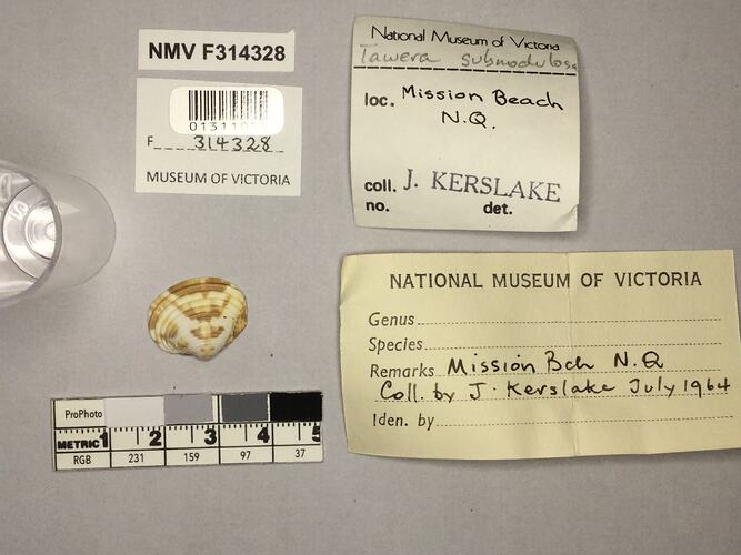 Dry Venus Clam shell beside labels.