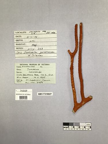 Dry soft coral specimen beside labels.