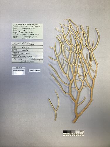 Dry soft coral specimen beside labels.