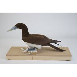 <em>Sula leucogaster plotus</em>, Brown Booby. [B 20950]