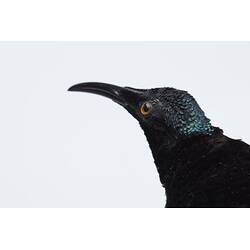 <em>Ptiloris magnificus alberti</em>, Magnificent Riflebird. [6060]