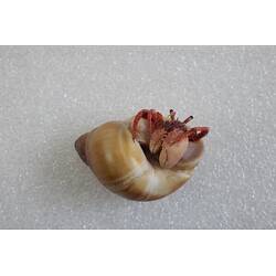 <em>Paguristes frontalis</em>, Common Hermit Crab. [J 21802]