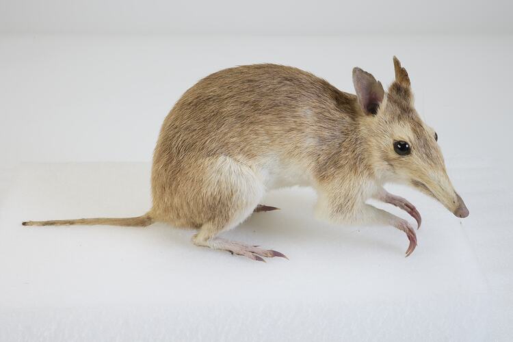 <em>Perameles nasuta</em>, Southern Long-nosed Bandicoot. [C 7012]