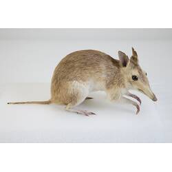 Our Wondrous Planet, Our Wild Family: Taxidermy Mount - Southern Long-nosed Bandicoot, <em>Perameles nasuta</em> Geoffroy, 1804