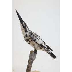 <em>Ceryle rudis leucomelanurus</em>, Pied Kingfisher. [54698]