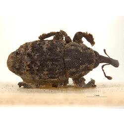 Dorsal view of pinned weevil specimen.