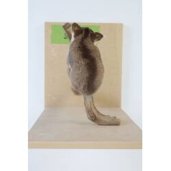 <em>Gymnobelideus leadbeateri</em>, Leadbeater's Possum. [C 31368]