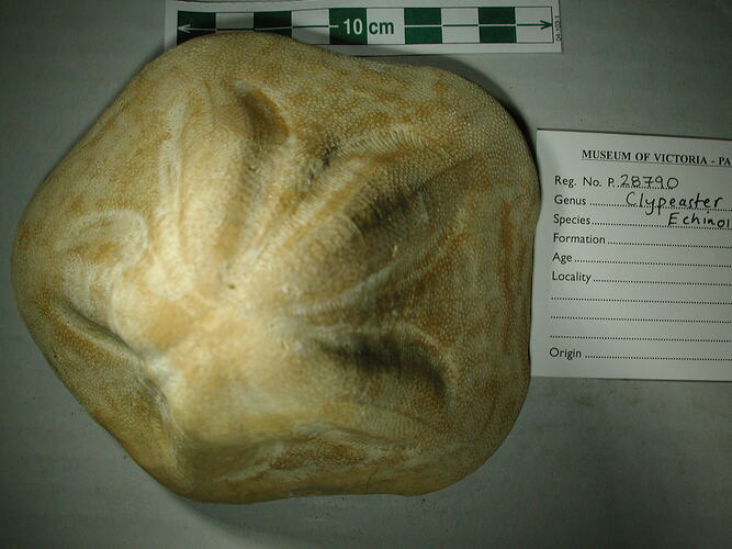 Fossil sea urchin.