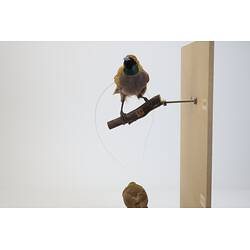 <em>Paradisaea decora</em>, Goldie's Bird-of-Paradise. [45559]