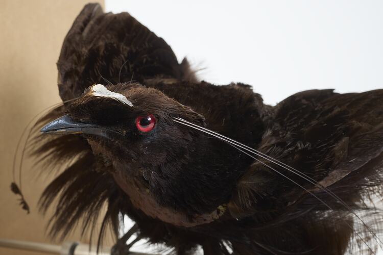 <em>Parotia sefilata</em>, Western Parotia. [46771]