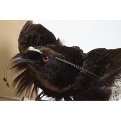 <em>Parotia sefilata</em>, Western Parotia. [46771]