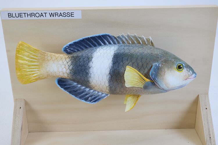 <em>Notolabrus tetricus</em>, Bluethroat Wrasse, model. [A 31384-001]