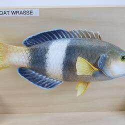 Our Wondrous Planet, Reef: Model - Bluethroat Wrasse, <em>Notolabrus tetricus</em> (Richardson, 1840)