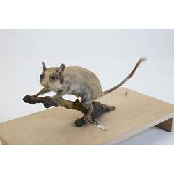 <em>Eliomys quercinus</em>, Garden Dormouse. [C 30076]