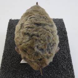 <em>Scalopus aquaticus</em>, Eastern Mole. [C 30204]
