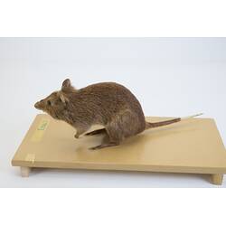 <em>Potorous tridactylus</em>, Long-nosed Potoroo. [C 7863]